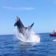 Imagen para el artículo titulado Unos turistas graban como una orca salta varios metros para golpear a un delfín en pleno aire